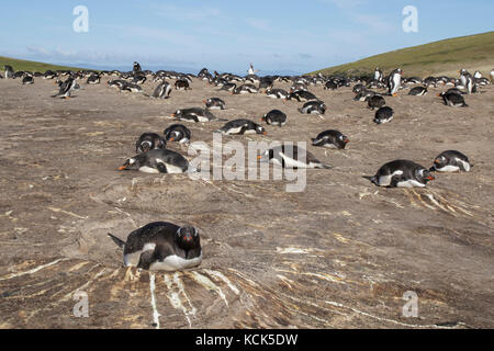 Gentoo Penguin (Pygoscelis papua) at its nesting colony in the Falkland Islands Stock Photo