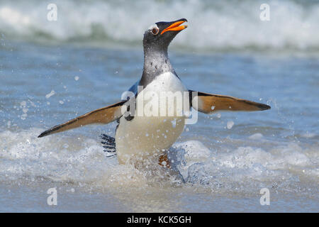 Gentoo Penguin (Pygoscelis papua) along the shoreline in the Falkland Islands. Stock Photo