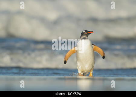 Gentoo Penguin (Pygoscelis papua) emerging from the ocean in the Falkland Islands. Stock Photo