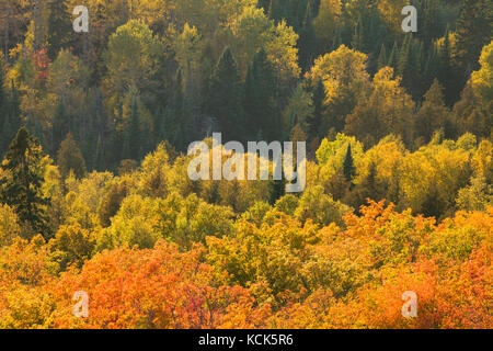 Brilliant autumn aspen and maple trees in late afternoon sun on Oberg Mountain in northern Minnesota Stock Photo