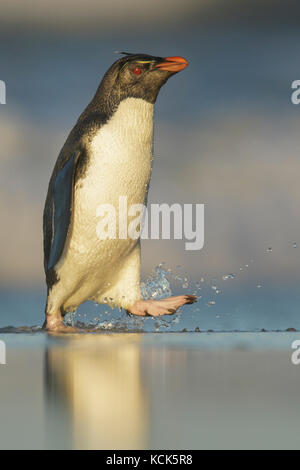 Rockhopper Penguin (Eudyptes chrysocome) emerging from the ocean in the Falkland Islands. Stock Photo