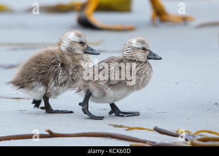 Falkland (Flightless) Steamer-Duck (Tachyeres brachypterus) in the Falkland Islands. Stock Photo