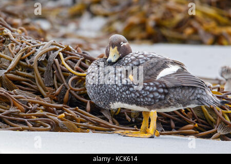 Falkland (Flightless) Steamer-Duck (Tachyeres brachypterus) in the Falkland Islands. Stock Photo