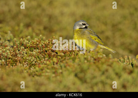 Black-throated Finch (Melanodera melanodera) perched on the ground in the Falkland Islands. Stock Photo