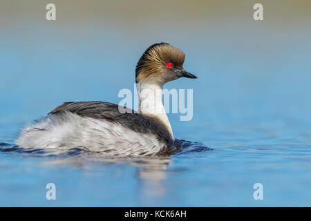 Silvery Grebe (Podiceps occipitalis) swimming on a small pond in the Falkland Islands. Stock Photo