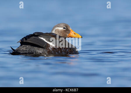 Flying Steamer Duck (Tachyeres patachonicus) swimming on a small pond in the Falkland Islands. Stock Photo