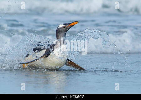 Gentoo Penguin (Pygoscelis papua) returning to land through the waves in the Falkland Islands. Stock Photo