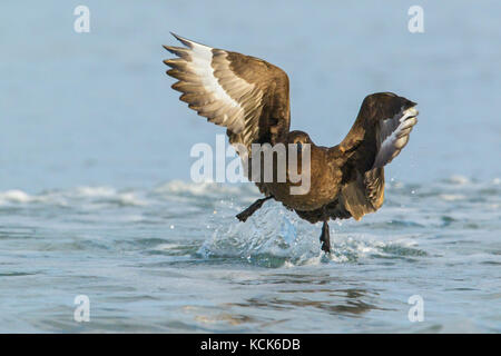 Brown (Subantarctic) Skua (Stercorarius antarcticus lonnbergi) swimming in the ocean in the Falkland Islands Stock Photo