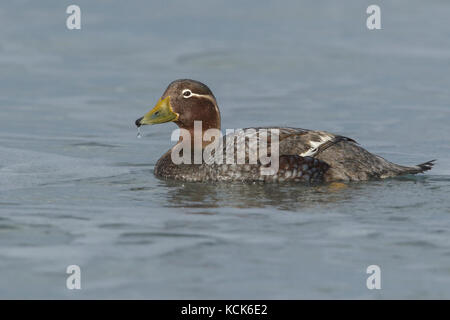 Falkland (Flightless) Steamer-Duck (Tachyeres brachypterus) swimming in the ocean in the Falkland Islands. Stock Photo