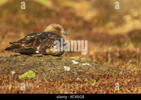 Brown (Subantarctic) Skua (Stercorarius antarcticus lonnbergi) perched on the ground in the Falkland Islands. Stock Photo