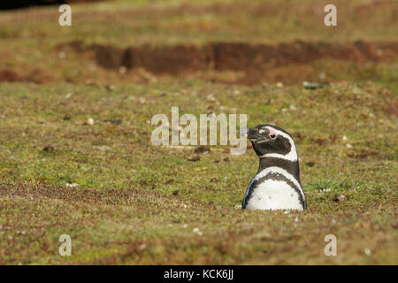 Magellanic Penguin (Spheniscus magellanicus) at its nesting colony in the Falkland Islands. Stock Photo
