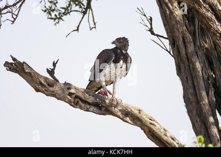 Martial eagle (Polemaetus bellicosus) on tree branch with prey, Masai Mara National Game Park Reserve, Kenya, East Africa Stock Photo