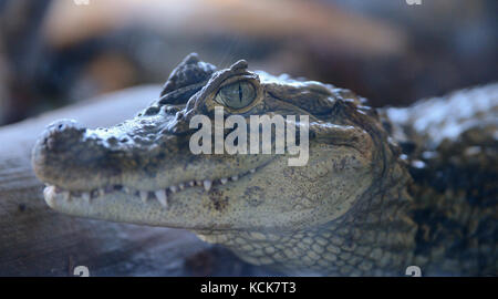 A small crocodile seen through a window at a zoo Stock Photo