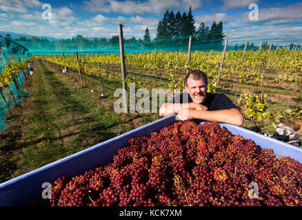 A smiling worker oversees the collection of ripened Ortega Grapes, harvested at Beaufort Vineyard and Estate Winery.  Courtenay, Vancouver Island, British Columbia, Canada. Stock Photo
