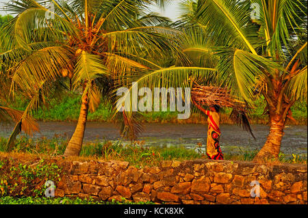 woman carrying firewood on her head beside backwaters between Kollam and Cochin, Kerala, India Stock Photo