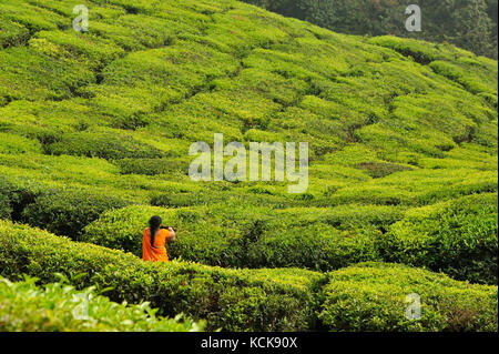 woman in a tea plantation near Munnar, Kerala, India Stock Photo