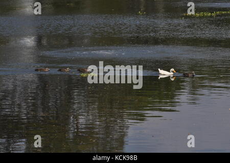 A domesticated Peking duck (Anas platyrhynchos) living among wild Pacific Black ducks (Anas superciliosa), Ross River, Townsville, QLD, Australia Stock Photo