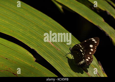 Male Common Crow Butterfly (Euploea core) resting on palm leaf, Palmetum botanic garden, Townsville, Australia Stock Photo