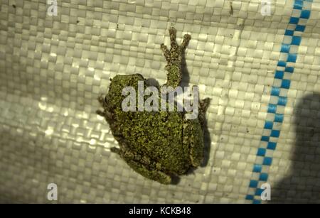 Green Grey Tree Frog On A White Tarp Stock Photo