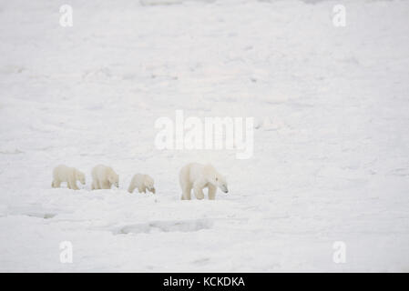 Polar Bear mother with three cubs Ursus maritimus, walk on nearshore ice near Churchill, Manitoba Canada Stock Photo