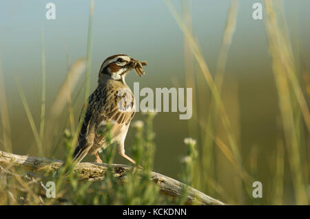 Lark Sparrow, Chondestes grammacus, with mouth full of bugs, Saskatchewan, Canada Stock Photo