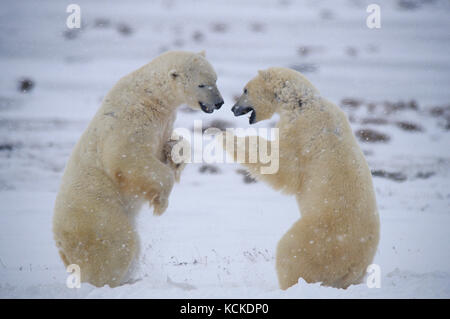 Male Polar Bears, Ursus maritimus,  spar near Churchill, Manitoba Canada Stock Photo