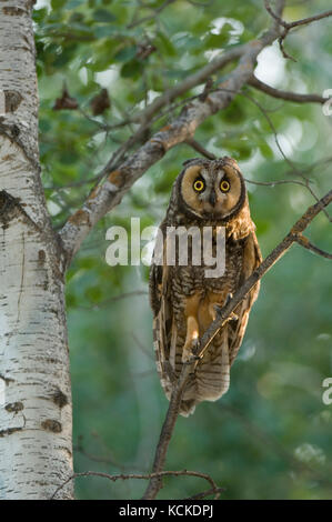 Long-eared Owl, Asio flammeus, Saskatchewan, Canada Stock Photo