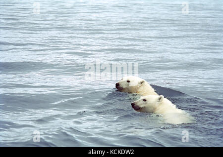 Polar bear mother and cub, Ursus maritimus,  swimming in Wager Bay, Ukkusiksalik National Park, Nunavut Stock Photo