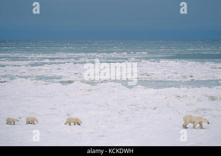 Polar bear mother with three cubs (unusual), Ursus maritimus, on nearshore ice near Churchill, Manitoba, Canada