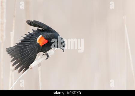 Red-winged Blackbird, displaying in cattail marsh, early morning, Point Pelee National Park, Ontario, Canada Stock Photo