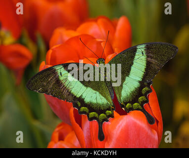 Emerald Swallowtail, Papilio palinurus, on spring tulips Stock Photo