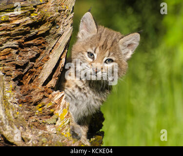 Bobcat kitten, Felis rufus, peeks out from behind log, spring, Montana, USA Stock Photo