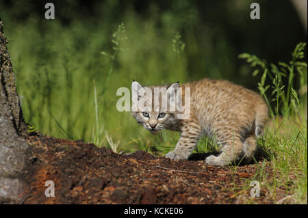 Bobcat kitten, Felis rufus, in forest clearing in spring, Montana, USA Stock Photo