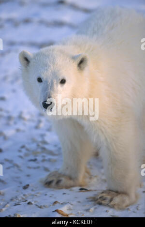 Polar Bear cub, Ursus maritimus, portrait near Churchill, Manitoba,  Canada Stock Photo
