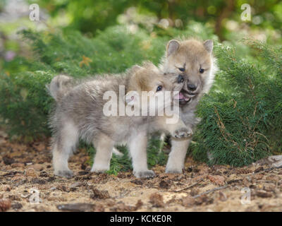 Arctic wolf pups, Canis lupus, playing together, Saskatchewan, Canada Stock Photo