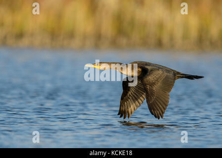 Neotropic Cormorant, Phalacrocorax brasilianus, flying over marsh, Saskatchewan, Canada Stock Photo