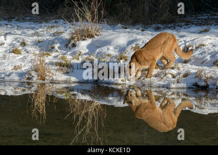 Cougar, Puma concolor, along pond edge in winter, Montana, USA Stock Photo
