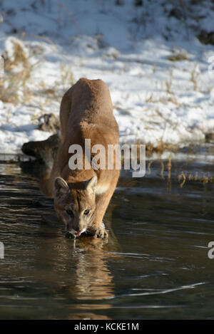 Cougar, Puma concolor, drinking at pond edge in winter, Montana, USA Stock Photo
