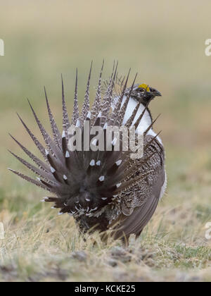 Sage Grouse male, Centrocercus urophasianus, displaying on lek, showing tale feathers from the rear, Montana, USA Stock Photo