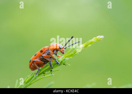 Spotted Asparagus Beetle, Crioceris duodecimpunctata, Warman, Saskatchewan, Canada Stock Photo