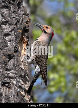 A male Yellow-shafted Northern Flicker, Colaptes auratus,  at a nest hole in Saskatoon, Saskatchewan, Canada Stock Photo