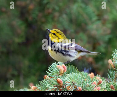 A male Black-throated Green Warbler, Setophaga virens perched on a spruce branch in Saskatoon, Canada. Stock Photo