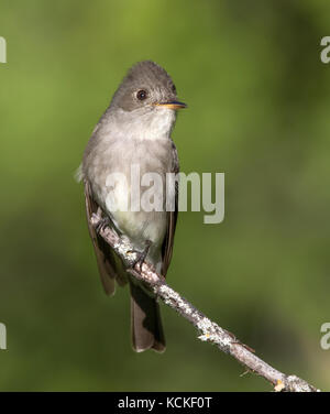 A Western Wood Pewee, Contopus sordidulus, perched at Cypress Hills Interprovincial Park, Saskatchewan Stock Photo