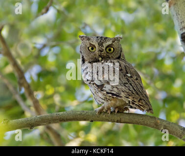 An Eastern Screech Owl, Megascops asio, in a tree in Cypress Hills, Saskatchewan Stock Photo
