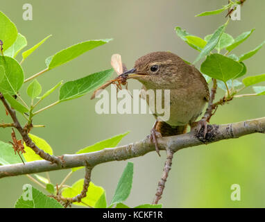 A House Wren, Troglodytes aedon, with its meal in Saskatchewan, Canada