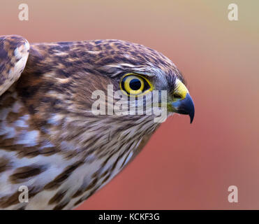 A juvenile Sharp-shinned Hawk, Accipiter striatus,  in Prince Albert Saskatchewan Stock Photo