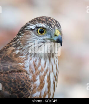 A juvenile Sharp-shinned Hawk, Accipiter striatus, in Saskatoon,Saskatchewan, Canada Stock Photo