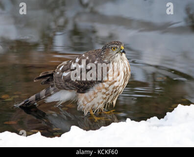 A juvenile Sharp-shinned Hawk, Accipiter striatus, bathing in a pond in Saskatoon,Saskatchewan, Canada Stock Photo