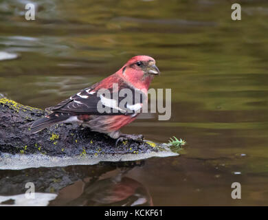 A male White-winged Crossbill, Loxia leucoptera, perched by a backyard pond in Saskatoon, Saskatchewan Stock Photo