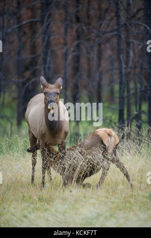 Cow and Calf Elk, Cervus canadensis nelsoni, Rocky Mountains, Alberta, Canada Stock Photo